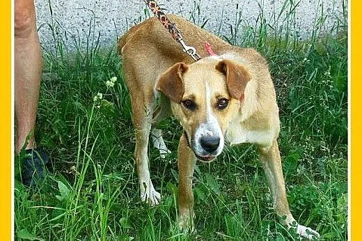 Średnia,młoda,przyjazna,wesoła suczka ORA.Adopcja,