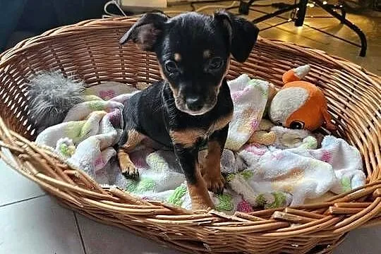 Pinczer miniaturka suczka