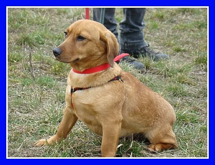 Jamnikowata sunia TINA,14 m-cy,urocza,spokojna,łag