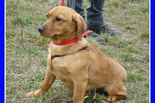 Jamnikowata sunia TINA,14 m-cy,urocza,spokojna,łagodna_Adopcja_