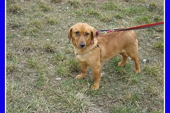 Jamnikowata sunia TINA,14 m-cy,urocza,spokojna,łag