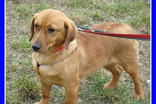 Jamnikowata sunia TINA,14 m-cy,urocza,spokojna,łag