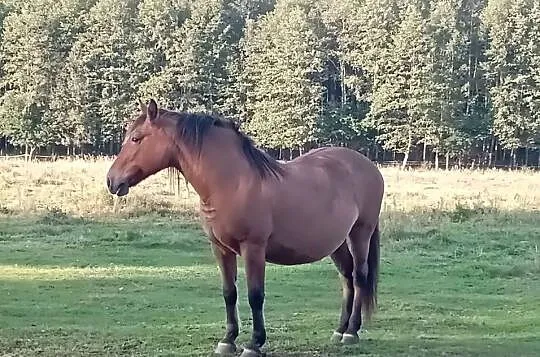 Sprzedam klacz Pogrubianą, Podkarpackie, Radawa