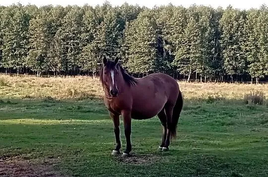 Sprzedam klacz Pogrubianą, Podkarpackie, Radawa