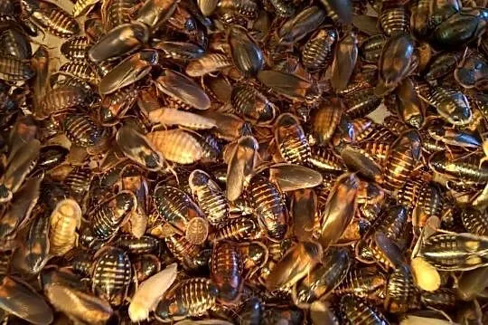 Blaptica dubia 100 sztuk 3cm - 4.5cm