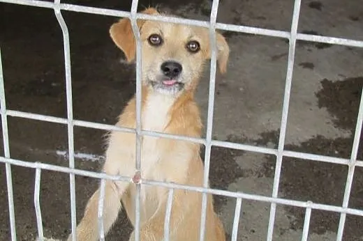 Ptyś - 7-miesięczny słodziak do adopcji,  dolnośląskie Wrocław