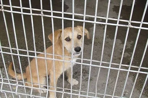 Ptyś - 7-miesięczny słodziak do adopcji,  dolnoślą