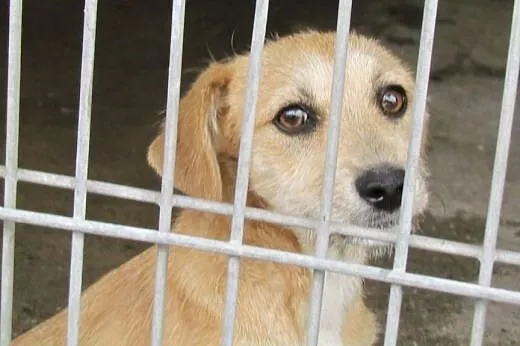 Ptyś - 7-miesięczny słodziak do adopcji,  dolnoślą