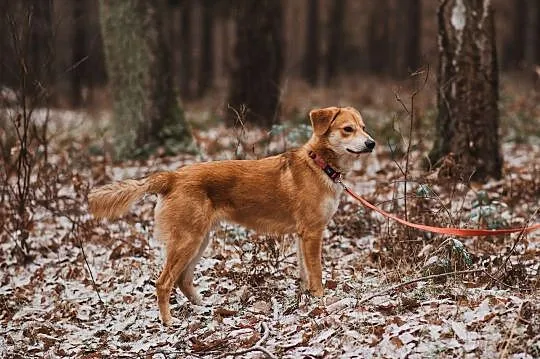 Roczny, wesoły i śliczny Timo czeka na Ciebie!, Wielkopolskie, Poznań