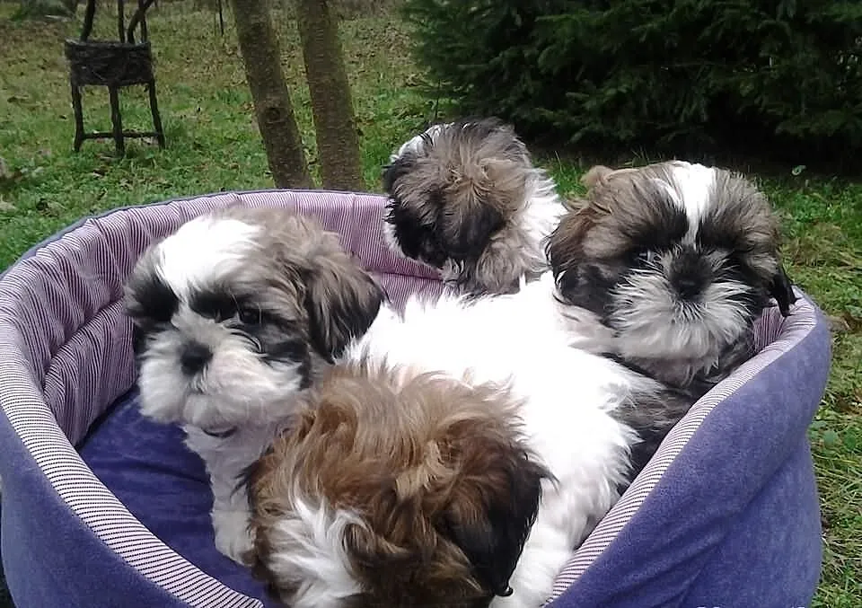 Shih-tzu godne uwagi