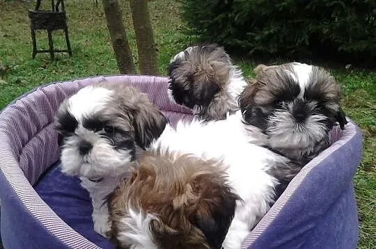 Shih-tzu godne uwagi