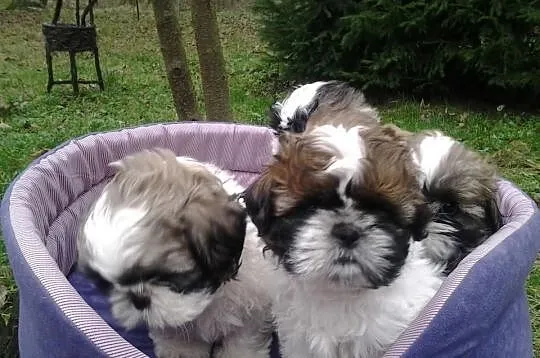 Shih-tzu godne uwagi
