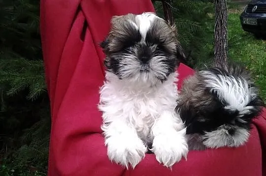 Shih-tzu godne uwagi