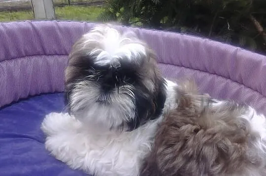 Shih-tzu godne uwagi
