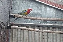 Rozella Białolica