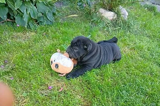SHAR PEI