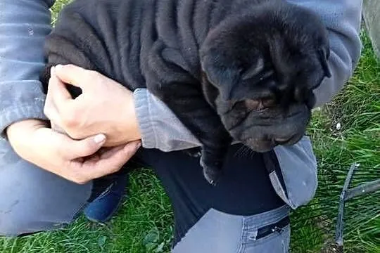 SHAR PEI, Lubelskie, Lublin