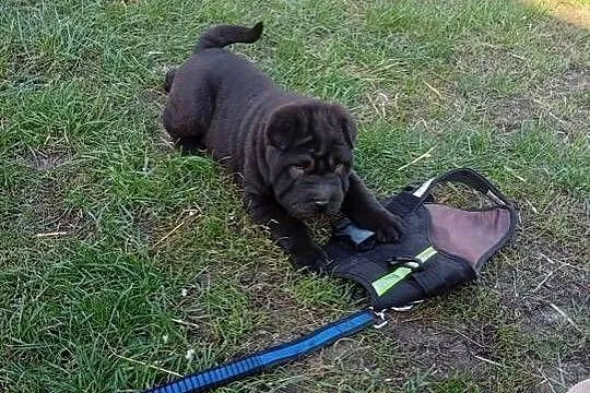 SHAR PEI, Lubelskie, Lublin