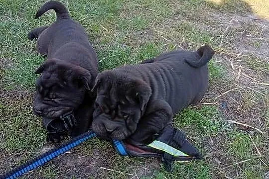 SHAR PEI, Lubelskie, Lublin