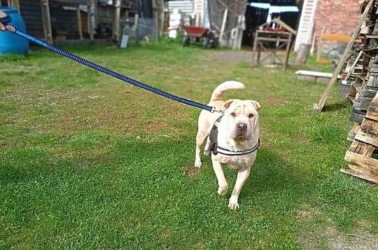 SHAR PEI, Lubelskie, Lublin