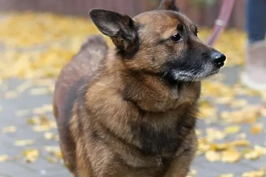 Gdzie w domu pustka.. Brakuje Augustka!, Łódzkie, Łódź
