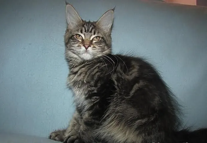 MAINE COON - koteczka POLITA XXL - rodowód FPL/FIF