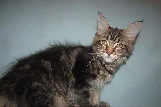 MAINE COON - koteczka POLITA XXL - rodowód FPL/FIF