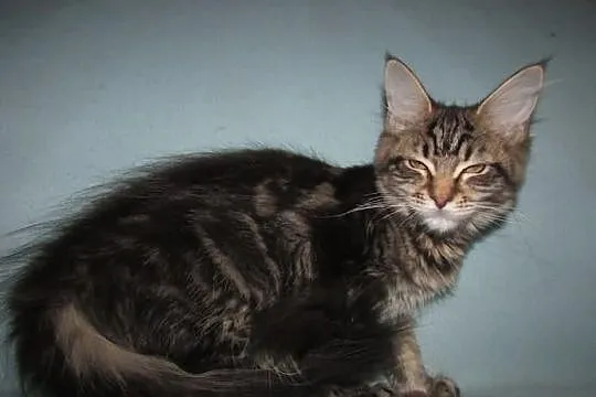 MAINE COON - koteczka POLITA XXL - rodowód FPL/FIF