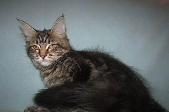 MAINE COON - koteczka POLITA XXL - rodowód FPL/FIF