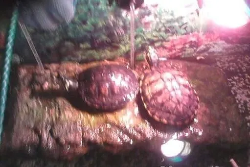Żółwie wodno-lądowe