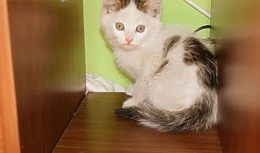 Dwumiesięczne koteczki do adopcji, śląskie Gliwic