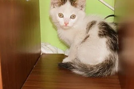 Dwumiesięczne koteczki do adopcji,  śląskie Gliwic