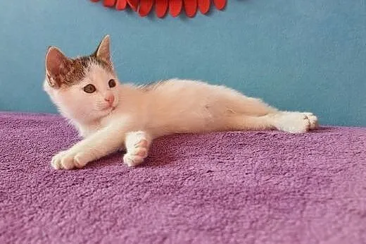 Dwumiesięczne koteczki do adopcji,  śląskie Gliwic