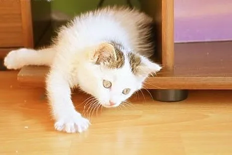 Dwumiesięczne koteczki do adopcji,  śląskie Gliwic