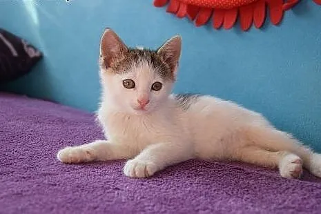 Dwumiesięczne koteczki do adopcji,  śląskie Gliwic