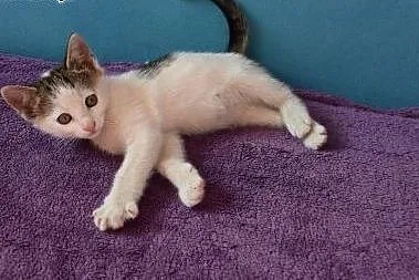Dwumiesięczne koteczki do adopcji,  śląskie Gliwic