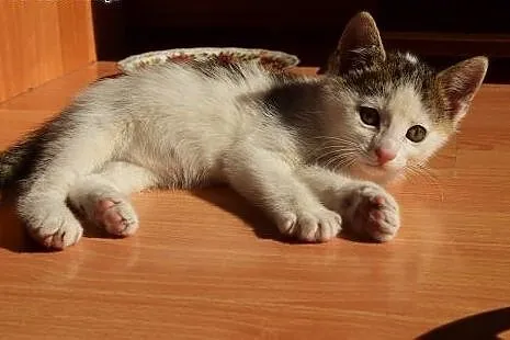 Dwumiesięczne koteczki do adopcji,  śląskie Gliwic