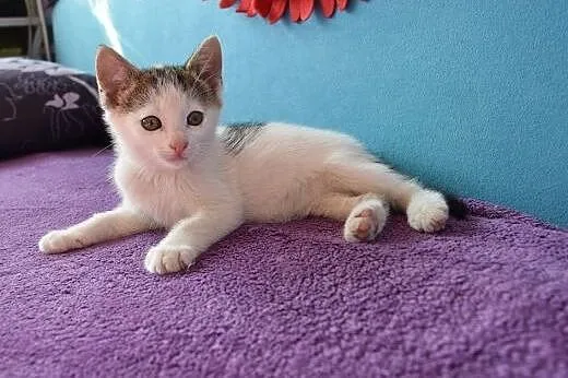 Dwumiesięczne koteczki do adopcji,  śląskie Gliwic