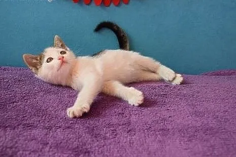 Dwumiesięczne koteczki do adopcji,  śląskie Gliwic