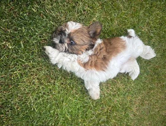 Szczeniak Shih tzu suczka gotowa do odbioru Podkarpacie