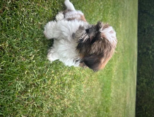 Szczeniak Shih tzu suczka gotowa do odbioru Podkarpacie, , Klecie