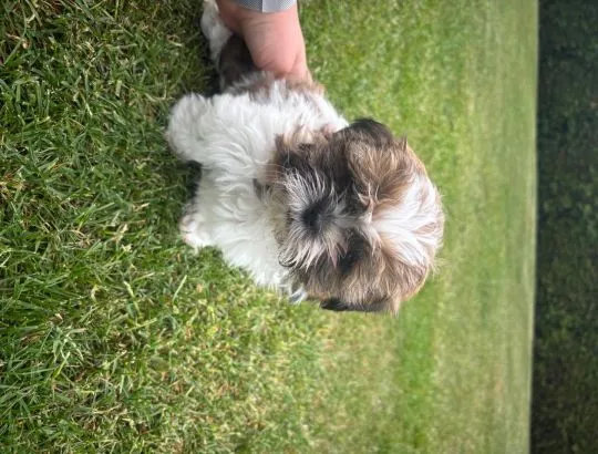 Szczeniak Shih tzu suczka gotowa do odbioru Podkarpacie, , Klecie