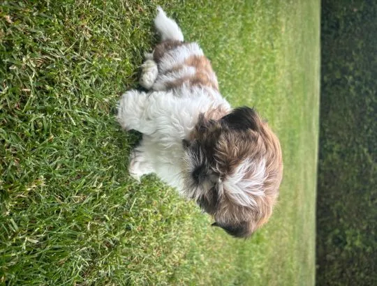 Szczeniak Shih tzu suczka gotowa do odbioru Podkarpacie, , Klecie