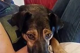 Pumba