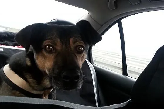 Pumba