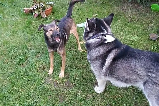 Pumba