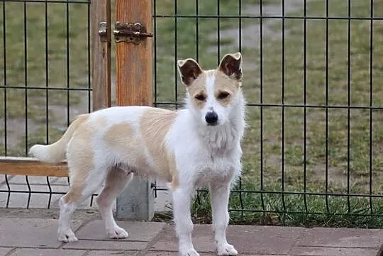 Pogodna sunia uwielbiająca zabawę poleca się do adopcji , Warszawa