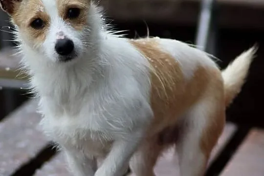 Pogodna sunia uwielbiająca zabawę poleca się do adopcji , Warszawa, Mazowieckie, Warszawa
