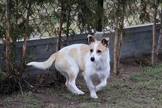 Pogodna sunia uwielbiająca zabawę poleca się do adopcji , Warszawa, Mazowieckie, Warszawa