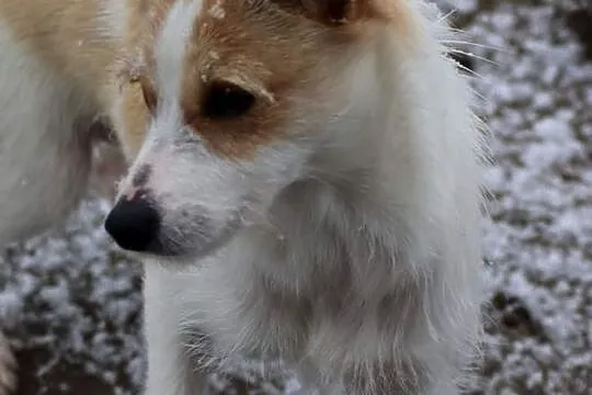 Pogodna sunia uwielbiająca zabawę poleca się do adopcji , Warszawa, Mazowieckie, Warszawa
